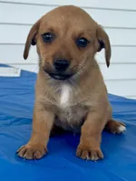 Isabelle, a female Pembroke Welsh Corgi for sale in Hubbardston, MI – 7 of 8