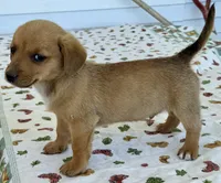 Hobo, a male Pembroke Welsh Corgi and Dachshund for sale in Hubbardston, MI – 3 of 4
