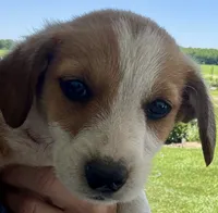 Hester, a male Pembroke Welsh Corgi and Dachshund for sale in Hubbardston, MI – 5 of 6