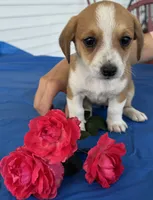 Ivy, a female Pembroke Welsh Corgi for sale in Hubbardston, MI – 7 of 10