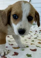 Hester, a male Pembroke Welsh Corgi and Dachshund for sale in Hubbardston, MI – 6 of 6