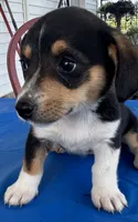 Ingrid, a female Pembroke Welsh Corgi for sale in Hubbardston, MI – 3 of 10