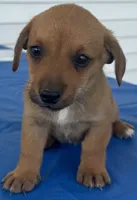 Isabelle, a female Pembroke Welsh Corgi for sale in Hubbardston, MI – 3 of 8