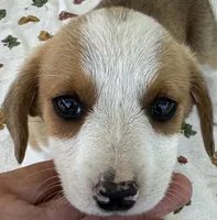 Holly, a female Pembroke Welsh Corgi and Dachshund for sale in Hubbardston, MI – 4 of 6