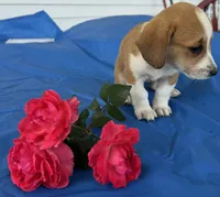 Ivy, a female Pembroke Welsh Corgi for sale in Hubbardston, MI – 4 of 10