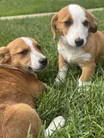 Ingalls, a male Pembroke Welsh Corgi for sale in Hubbardston, MI – 4 of 10