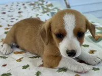 Honey, a female Pembroke Welsh Corgi and Dachshund for sale in Hubbardston, MI – 3 of 6