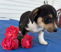 Ingrid, a female Pembroke Welsh Corgi for sale in Hubbardston, MI – 10 of 10