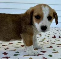 Hester, a male Pembroke Welsh Corgi and Dachshund for sale in Hubbardston, MI – 2 of 6