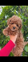 Mickey, a male Poodle - Miniature  for sale in Brooklyn, NY – Photo 3 of 3