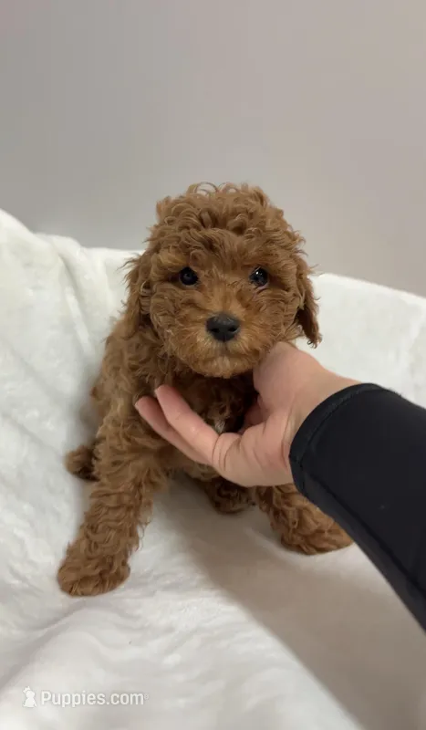 Tyson – Poodle - Miniature  puppy for sale in Brooklyn, NY