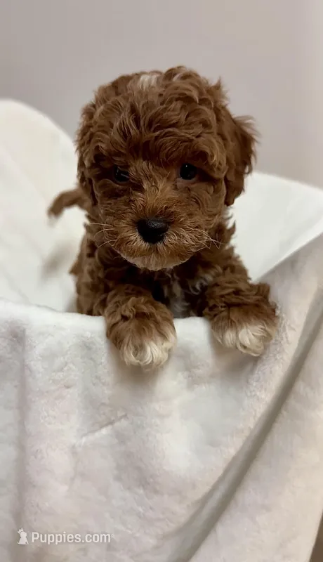 Nike – Poodle - Miniature  puppy for sale in Brooklyn, NY