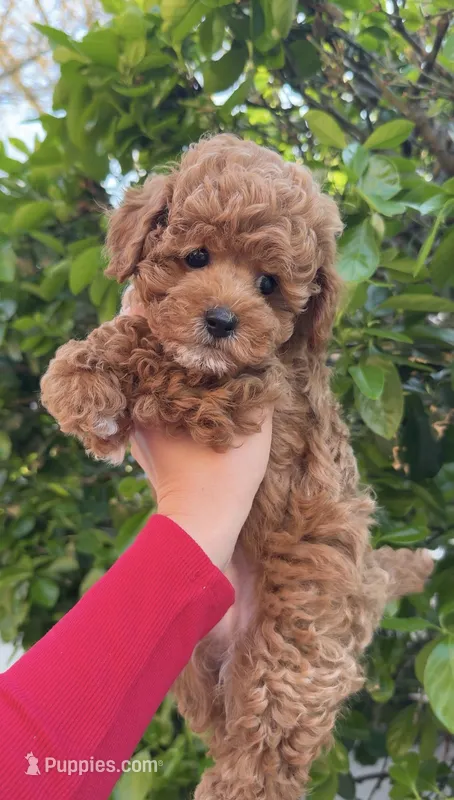 Mickey – Poodle - Miniature  puppy for sale in Brooklyn, NY