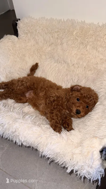 Tyson – Poodle - Miniature  puppy for sale in Brooklyn, NY