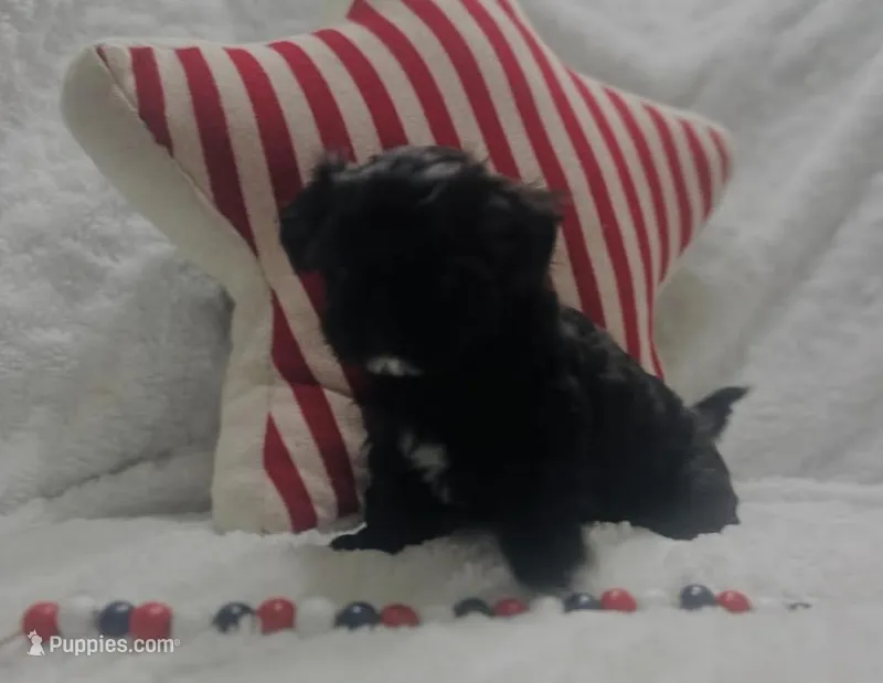 Blake  – Bichon Frise, Shih Tzu puppy for sale in Staten Island, NY