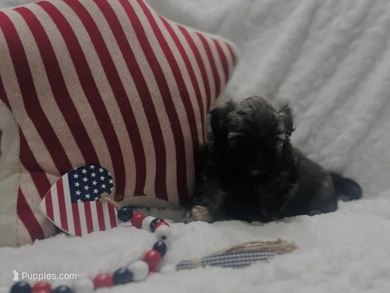 Westly – Bichon Frise, Shih Tzu puppy for sale in Staten Island, NY
