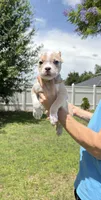 Kratos , a male American Bully for sale in Orlando, FL – 4 of 4