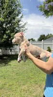 Kratos , a male American Bully for sale in Orlando, FL – 3 of 4