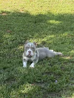 Kronos , a male American Bully for sale in Orlando, FL – 1 of 2