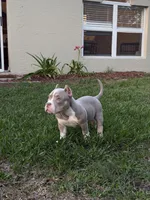 Kronos , a male American Bully for sale in Orlando, FL – 2 of 2