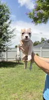 Kratos , a male American Bully for sale in Orlando, FL – 1 of 4