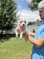 Kratos , a male American Bully for sale in Orlando, FL – 2 of 4