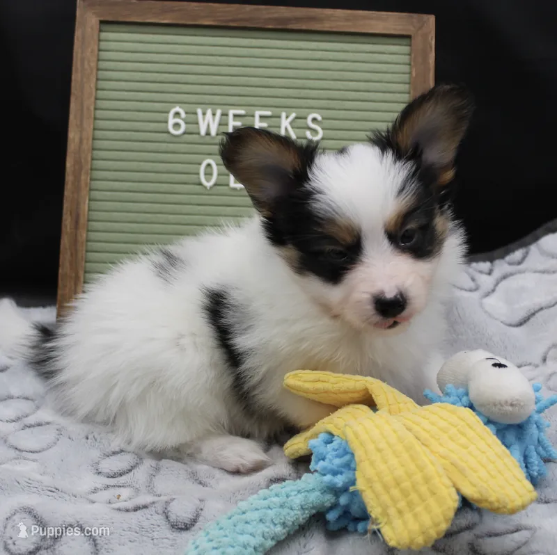 Champ – Papillon puppy for sale in Frostproof, FL