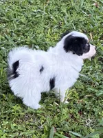 Champ, a male Papillon for sale in Frostproof, FL – 4 of 7