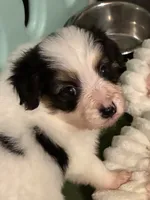 Champ, a male Papillon for sale in Frostproof, FL – 2 of 7