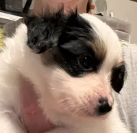 Champ, a male Papillon for sale in Frostproof, FL – 7 of 7