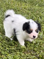 Champ, a male Papillon for sale in Frostproof, FL – 6 of 7
