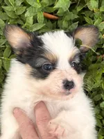 Champ, a male Papillon for sale in Frostproof, FL – 3 of 7