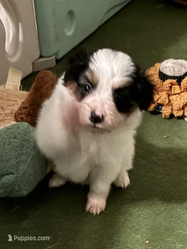 Champ – Papillon puppy for sale in Frostproof, FL
