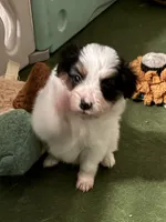 Champ, a male Papillon for sale in Frostproof, FL – 1 of 7