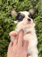 Champ, a male Papillon for sale in Frostproof, FL – 5 of 7