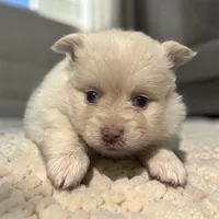CKC Winter , a female Pomeranian for sale in Grove Hill, AL – 2 of 3
