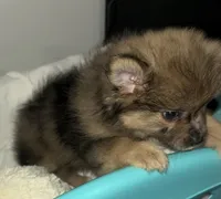 CKC Prissy , a female Pomeranian for sale in Grove Hill, AL – 4 of 6