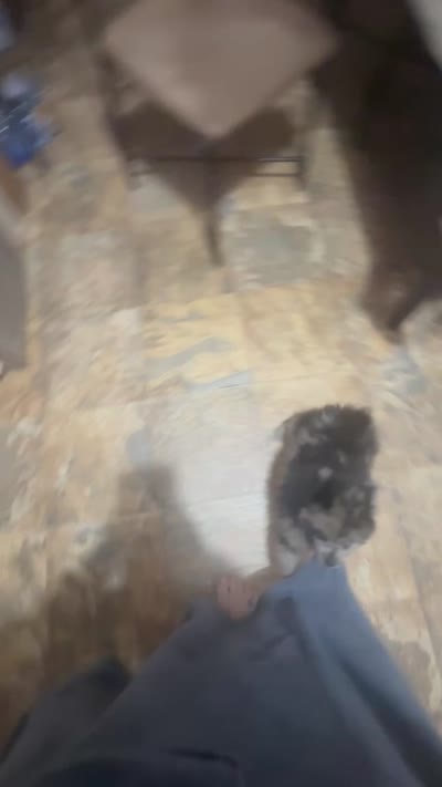 CKC Hunter, a male Pomeranian for sale in Grove Hill, AL – 5 of 5