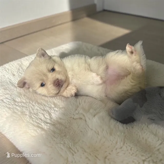 CKC Winter  – Pomeranian puppy for sale in Grove Hill, AL