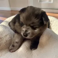 CKC Hunter, a male Pomeranian for sale in Grove Hill, AL – 3 of 3