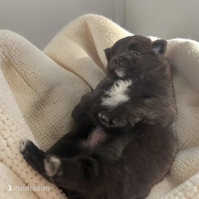 CKC Smokey – Pomeranian puppy for sale in Grove Hill, AL
