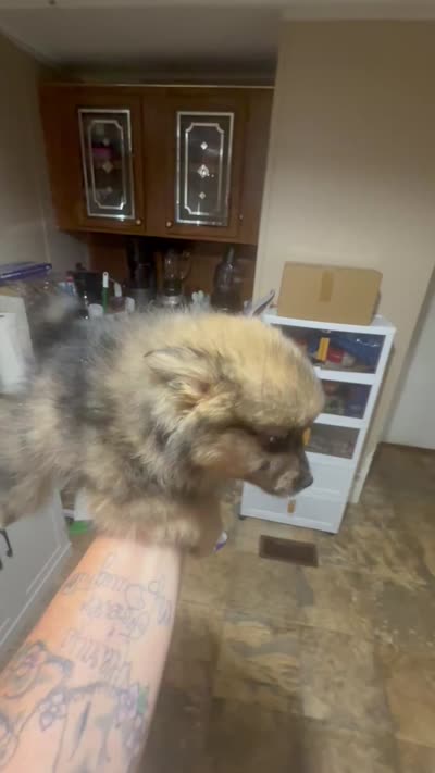 CKC Prissy , a female Pomeranian for sale in Grove Hill, AL – 6 of 6