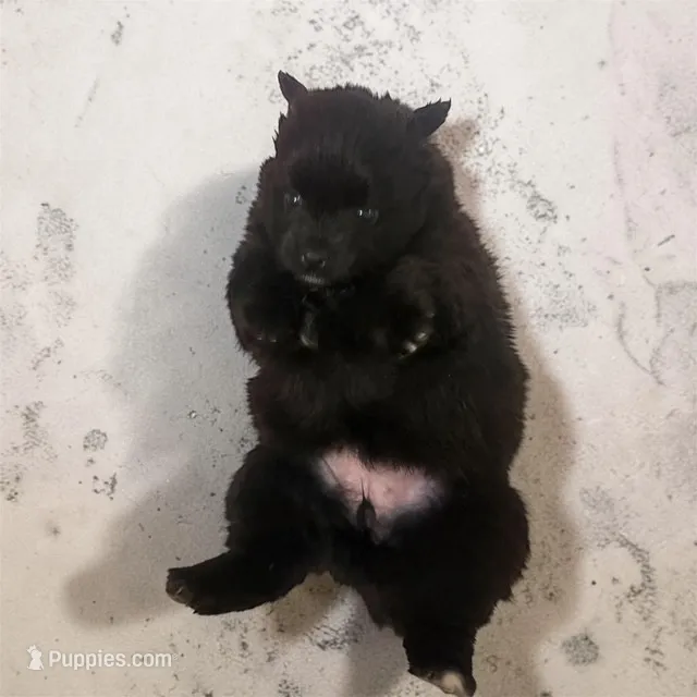 CKC Bear – Pomeranian puppy for sale in Grove Hill, AL