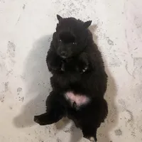 CKC Bear, a female Pomeranian for sale in Grove Hill, AL – 1 of 3