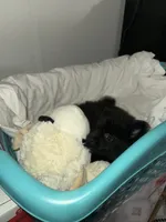 CKC Bear, a female Pomeranian for sale in Grove Hill, AL – 4 of 4