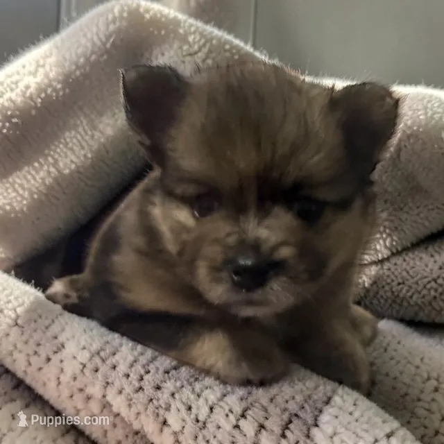 CKC Prissy  – Pomeranian puppy for sale in Grove Hill, AL