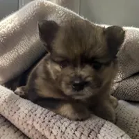 CKC Prissy , a female Pomeranian for sale in Grove Hill, AL – 1 of 3