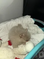 CKC Winter , a female Pomeranian for sale in Grove Hill, AL – 4 of 5