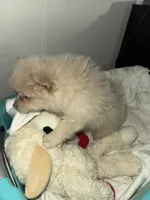 CKC Winter , a female Pomeranian for sale in Grove Hill, AL – 5 of 5
