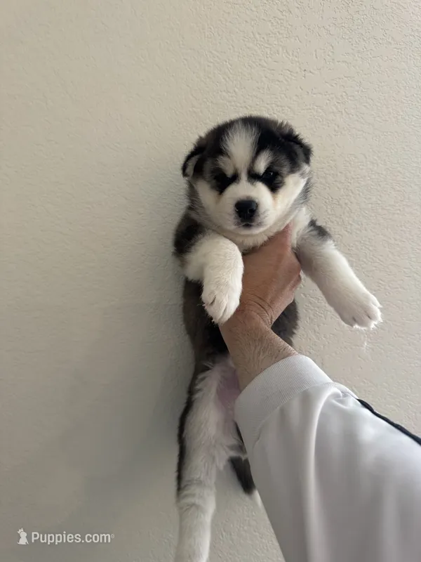 Buddy – Siberian Husky puppy for sale in Denver, CO